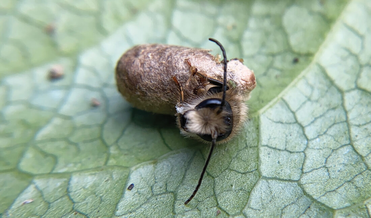 How To Support Solitary Bees – Mother Earth News