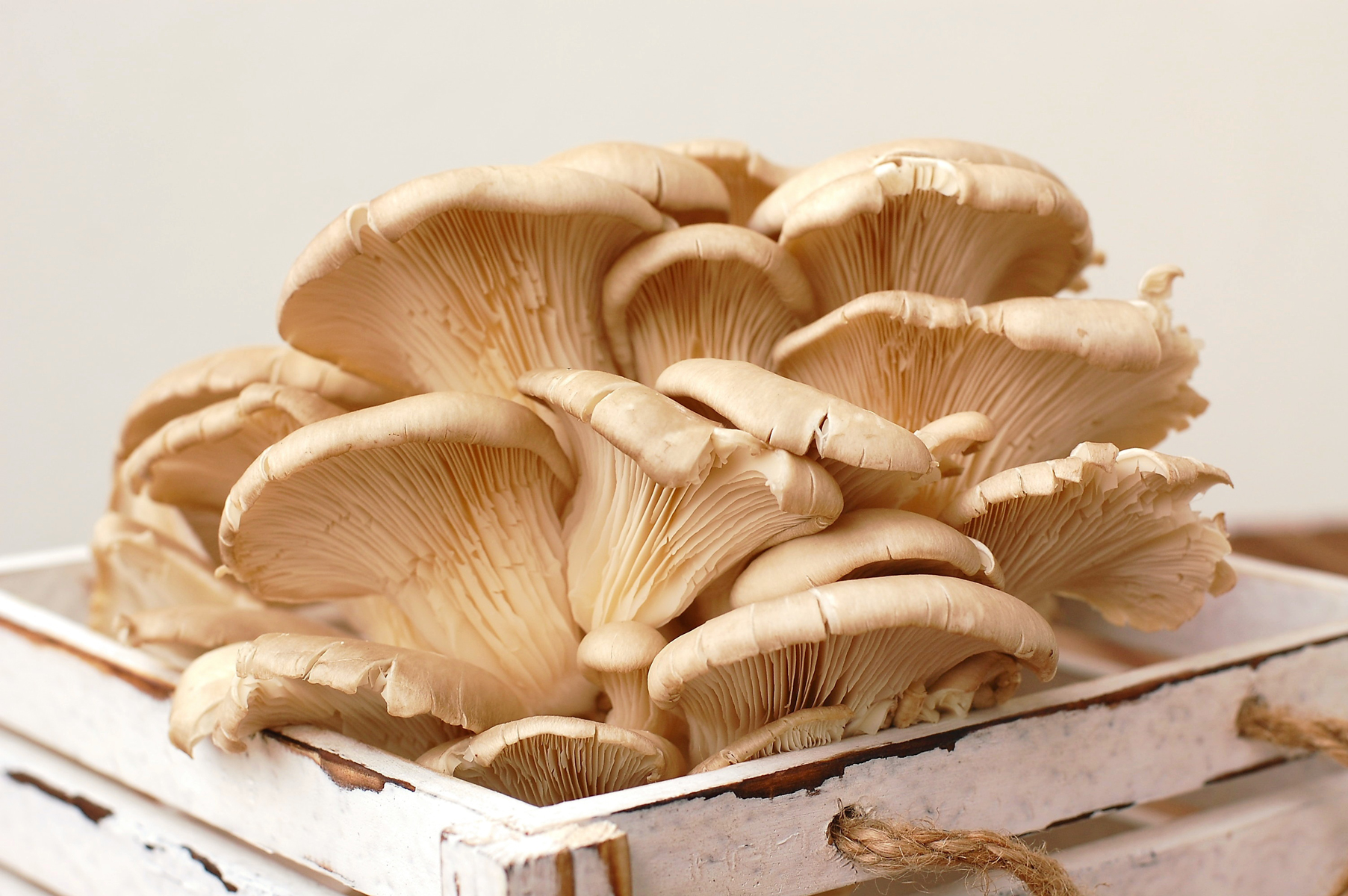 Edible Mushroom Types – Mother Earth News