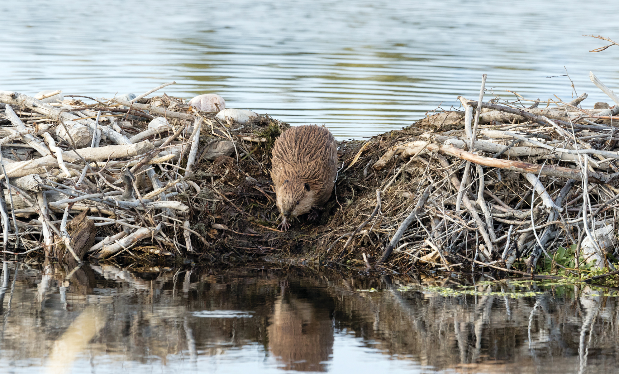 Why Do Beavers Build Dams? – Mother Earth News