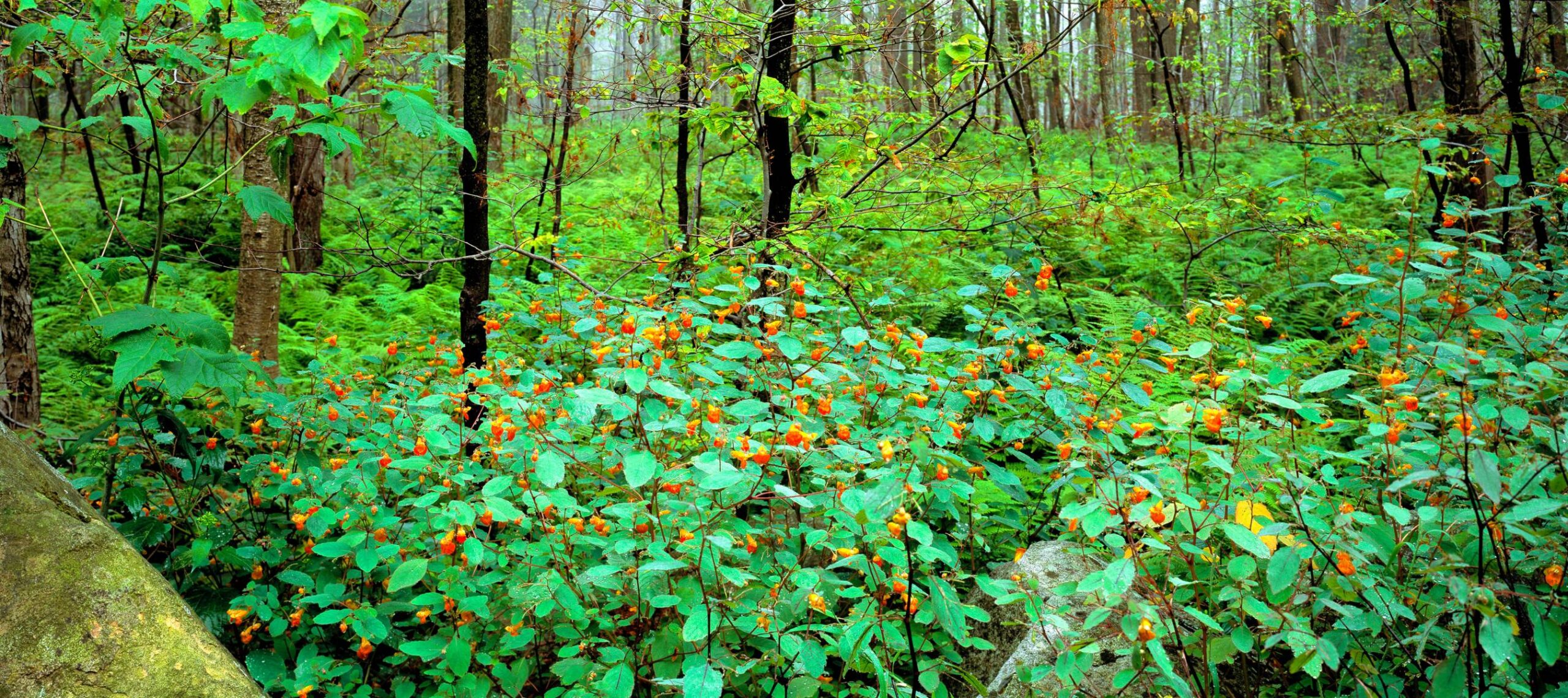 A Family Foraging for Food and Medicine – Mother Earth News